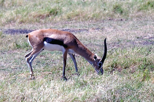 Kenia (174)